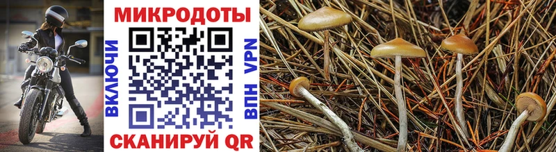 Галлюциногенные грибы прущие грибы  Шахты 